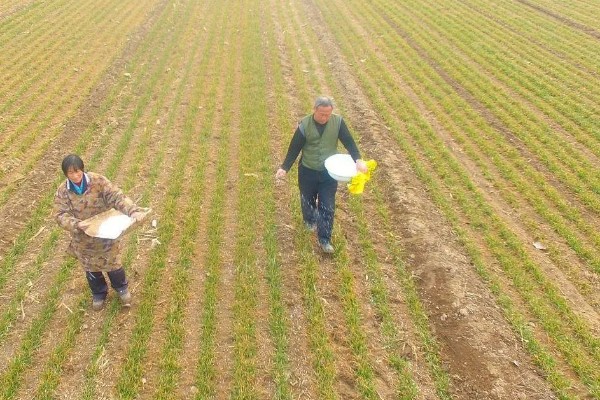 小麦的需肥特点，氮、磷、钾肥的需求量较大