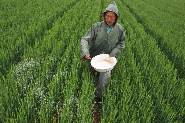 小麦的需肥特点，氮、磷、钾肥的需求量较大