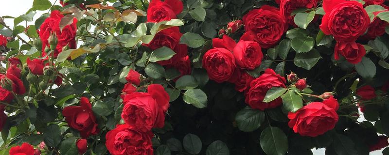 月季与玫瑰花的区别，花朵和花色均不同