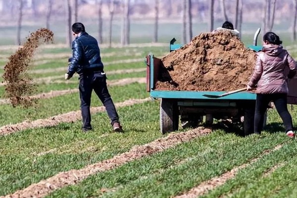小麦的需肥特点，氮、磷、钾肥的需求量较大