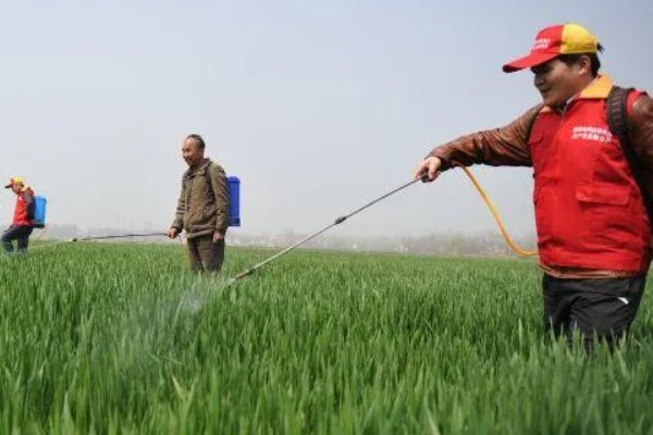 小麦的需肥特点，氮、磷、钾肥的需求量较大