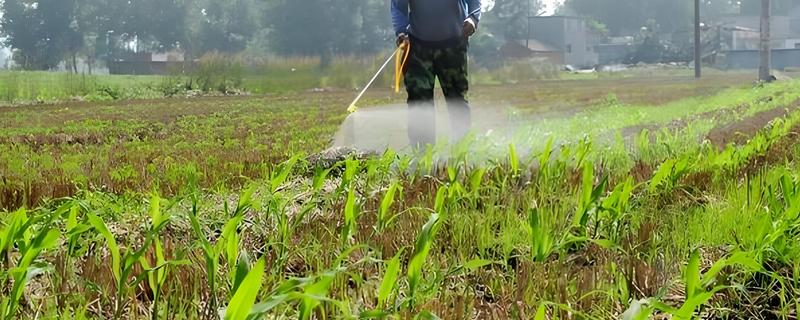 玉米地用过除草剂还能种菜吗，取决于下茬蔬菜是否有残留药害而定