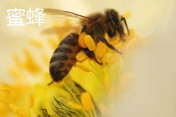 有哪些有益的昆虫，常见的有蜜蜂、蜻蜓等
