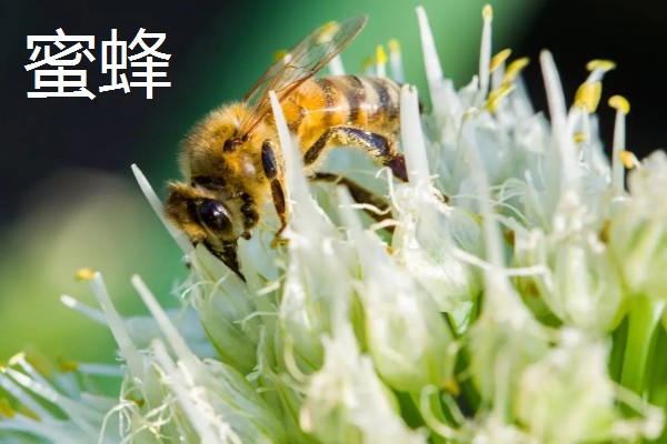 有哪些有益的昆虫，常见的有蜜蜂、蜻蜓等