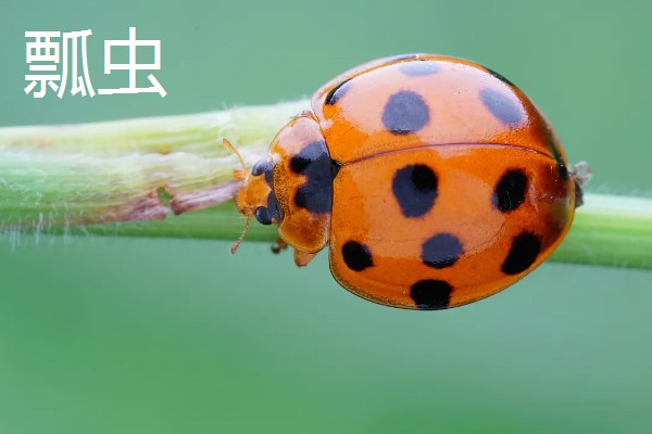 有哪些有益的昆虫，常见的有蜜蜂、蜻蜓等