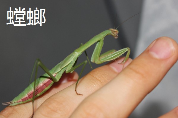 有哪些有益的昆虫，常见的有蜜蜂、蜻蜓等