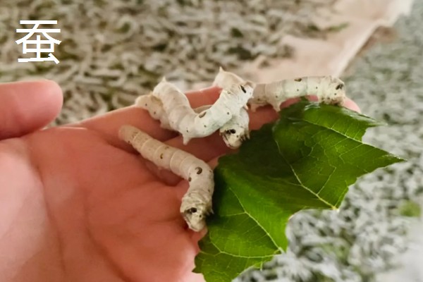 有哪些有益的昆虫，常见的有蜜蜂、蜻蜓等