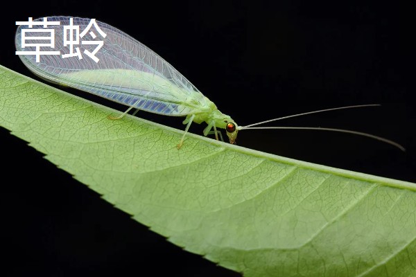 有哪些有益的昆虫，常见的有蜜蜂、蜻蜓等