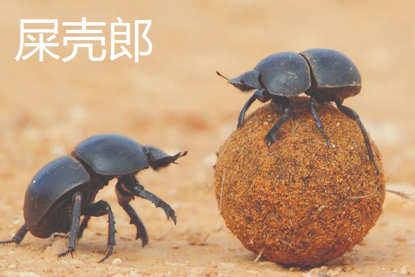 有哪些有益的昆虫，常见的有蜜蜂、蜻蜓等