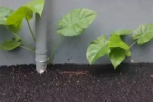 滴水观音的修剪方式，将过长的枝干截短可促进新枝萌发