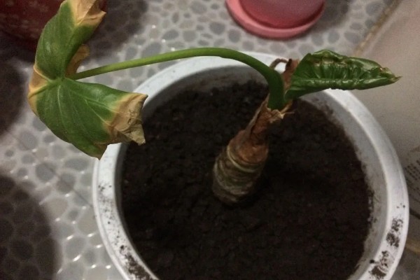 滴水观音的修剪方式，将过长的枝干截短可促进新枝萌发