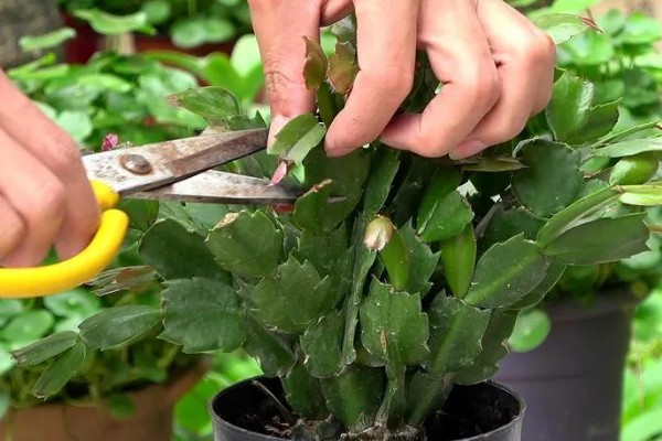 冬天怎么养蟹爪莲，可以每隔10-15天浇水一次