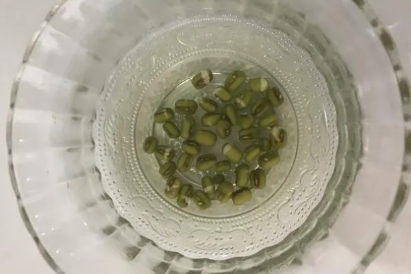 绿豆的发芽方法，放进40-45度的温水中浸泡一天一夜