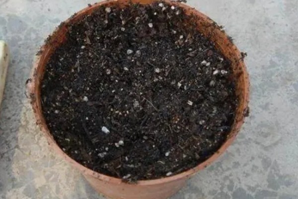 绿豆的发芽方法，放进40-45度的温水中浸泡一天一夜