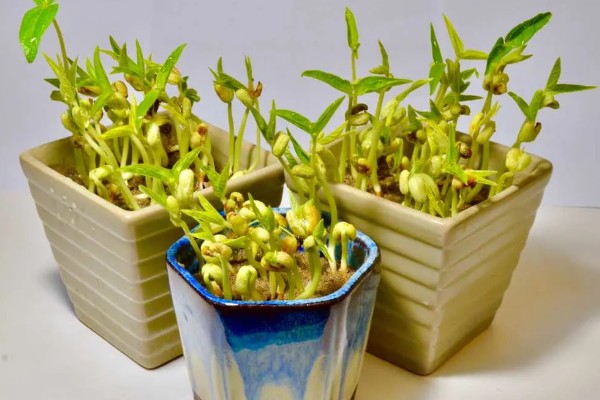 绿豆的发芽方法，放进40-45度的温水中浸泡一天一夜