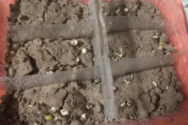 绿豆的发芽方法，放进40-45度的温水中浸泡一天一夜