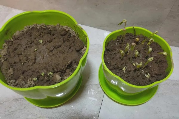 绿豆的发芽方法，放进40-45度的温水中浸泡一天一夜