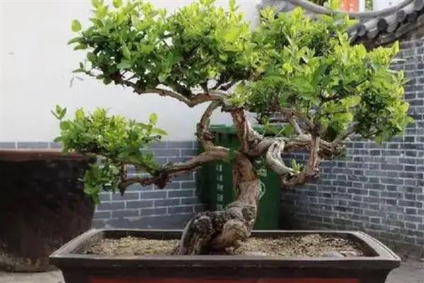 金银花老桩怎么养殖，老桩一年可以修剪两到三次