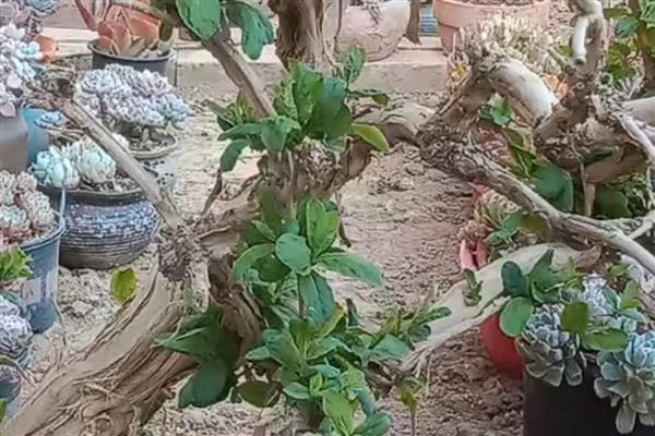 金银花老桩怎么养殖，老桩一年可以修剪两到三次
