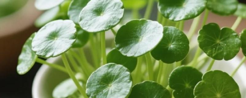 铜钱草有没有毒，属于无毒植物可在室内养殖