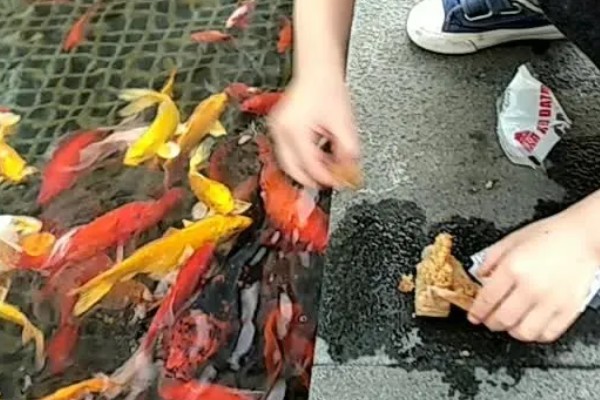 金鱼的喂食方法，饲料一定要营养丰富