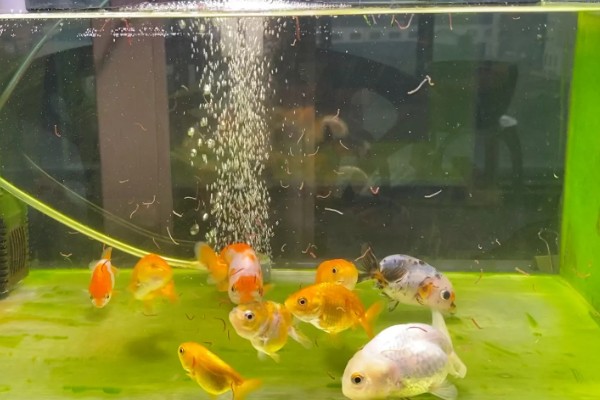 金鱼的喂食方法，饲料一定要营养丰富