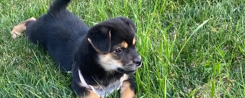 狗狗癫痫的症状，前期会变得异常敏感