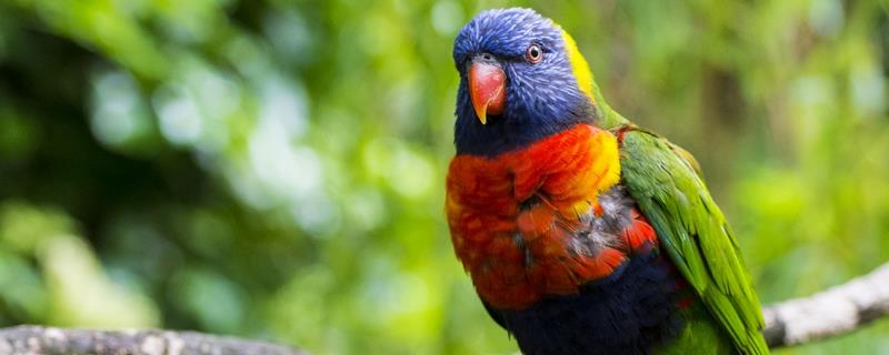 鹦鹉有哪些生活习性，喜欢群居生活