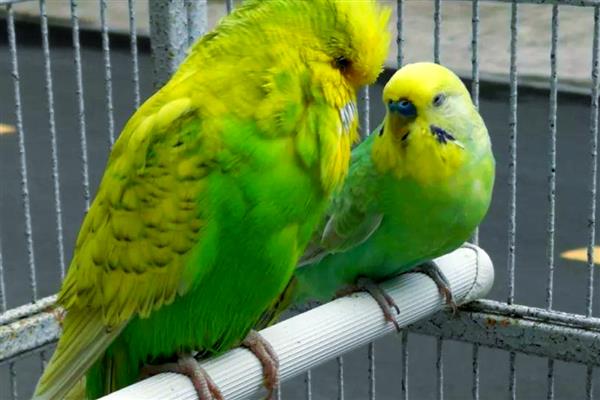 鹦鹉有哪些生活习性，喜欢群居生活