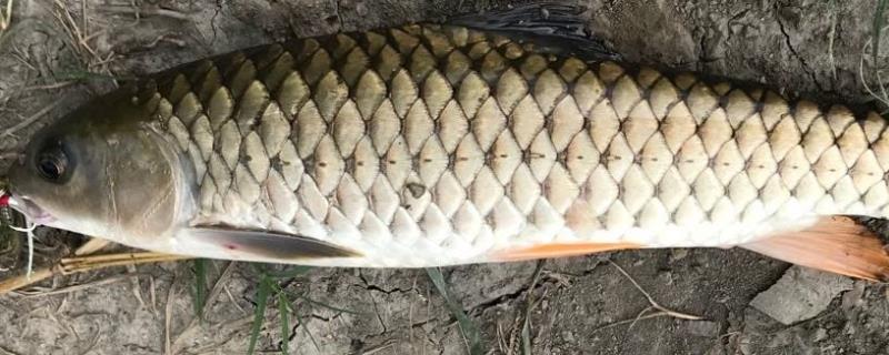 军鱼的垂钓时间，春秋季节是最佳时期