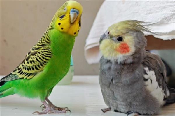 鹦鹉有哪些生活习性，喜欢群居生活