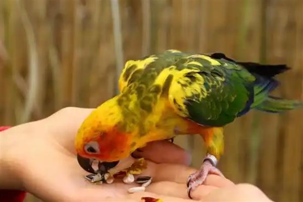 鹦鹉有哪些生活习性，喜欢群居生活
