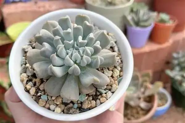 特玉莲的养殖方法，将其摆放在室外向阳的环境下养护