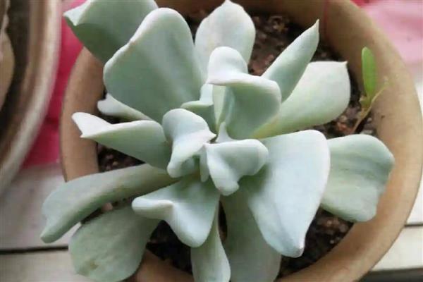 特玉莲的养殖方法，将其摆放在室外向阳的环境下养护