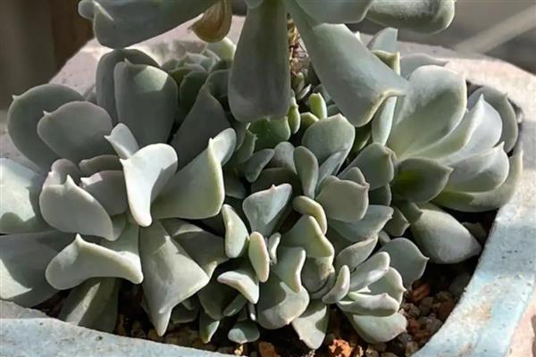 特玉莲的养殖方法，将其摆放在室外向阳的环境下养护