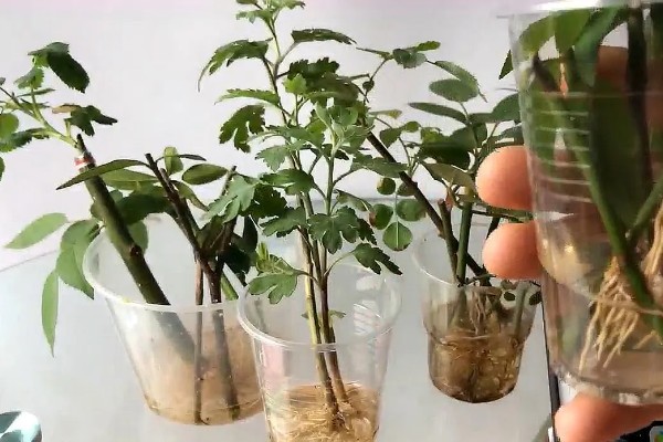红木香如何扦插，最好在春秋两季进行