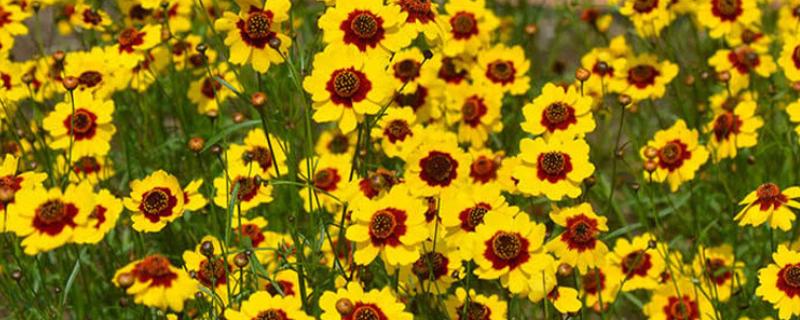 蛇目菊的花期，花期在6-9月