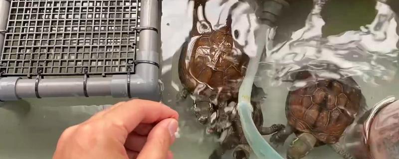 养龟的水深，水位只需高过乌龟的背壳