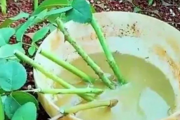 紫玫瑰的生长习性，喜欢生活在阳光充足的环境里