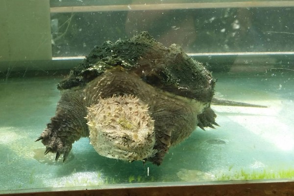 鳄龟会淹死吗，有可能会被淹死