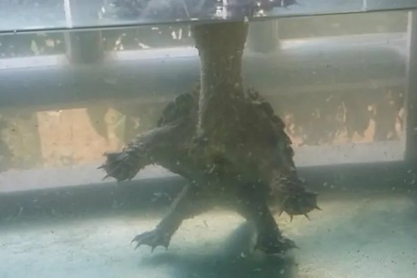 鳄龟会淹死吗，有可能会被淹死