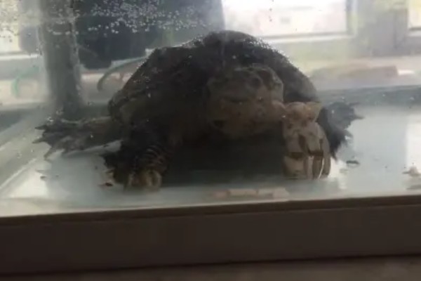 鳄龟会淹死吗，有可能会被淹死