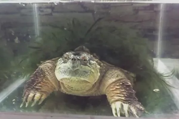 鳄龟会淹死吗，有可能会被淹死