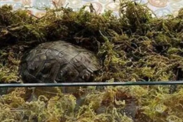 鳄龟会淹死吗，有可能会被淹死