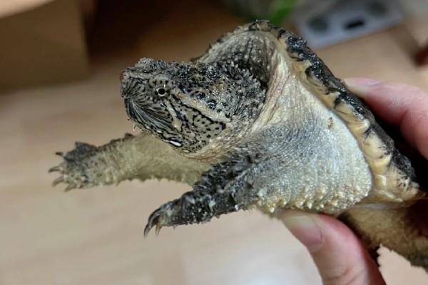 鳄龟会淹死吗，有可能会被淹死