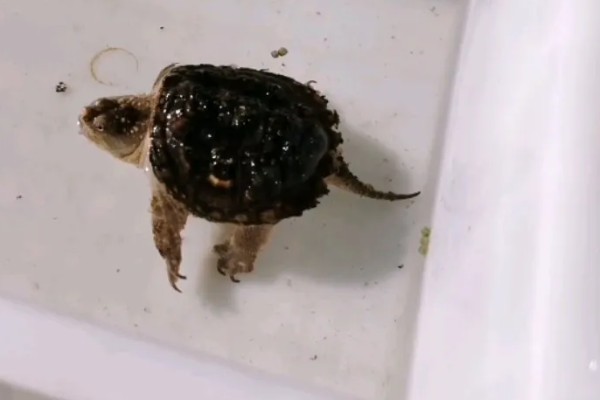 鳄龟会淹死吗，有可能会被淹死