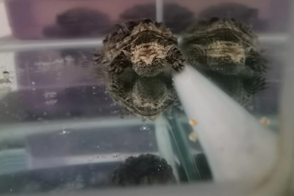 鳄龟会淹死吗，有可能会被淹死