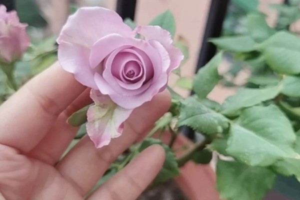 紫玫瑰的生长习性，喜欢生活在阳光充足的环境里