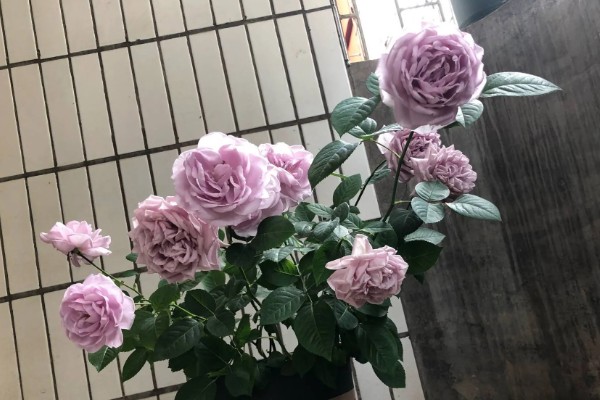 紫玫瑰的生长习性，喜欢生活在阳光充足的环境里