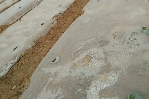 大棚黄瓜如何选购地膜，早春黄瓜盖白地膜